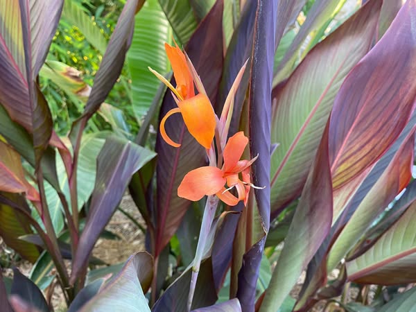 Growing Lilies in Pots: A Step-By-Step Guide