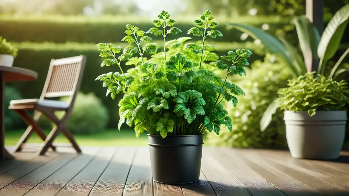 Growing Lovage in Pots: A Step-By-Step Guide
