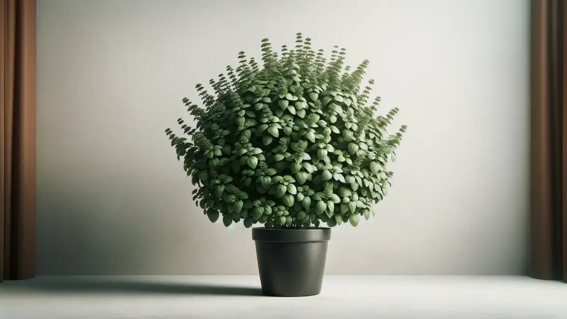 Growing Marjoram in Pots: A Step-By-Step Guide