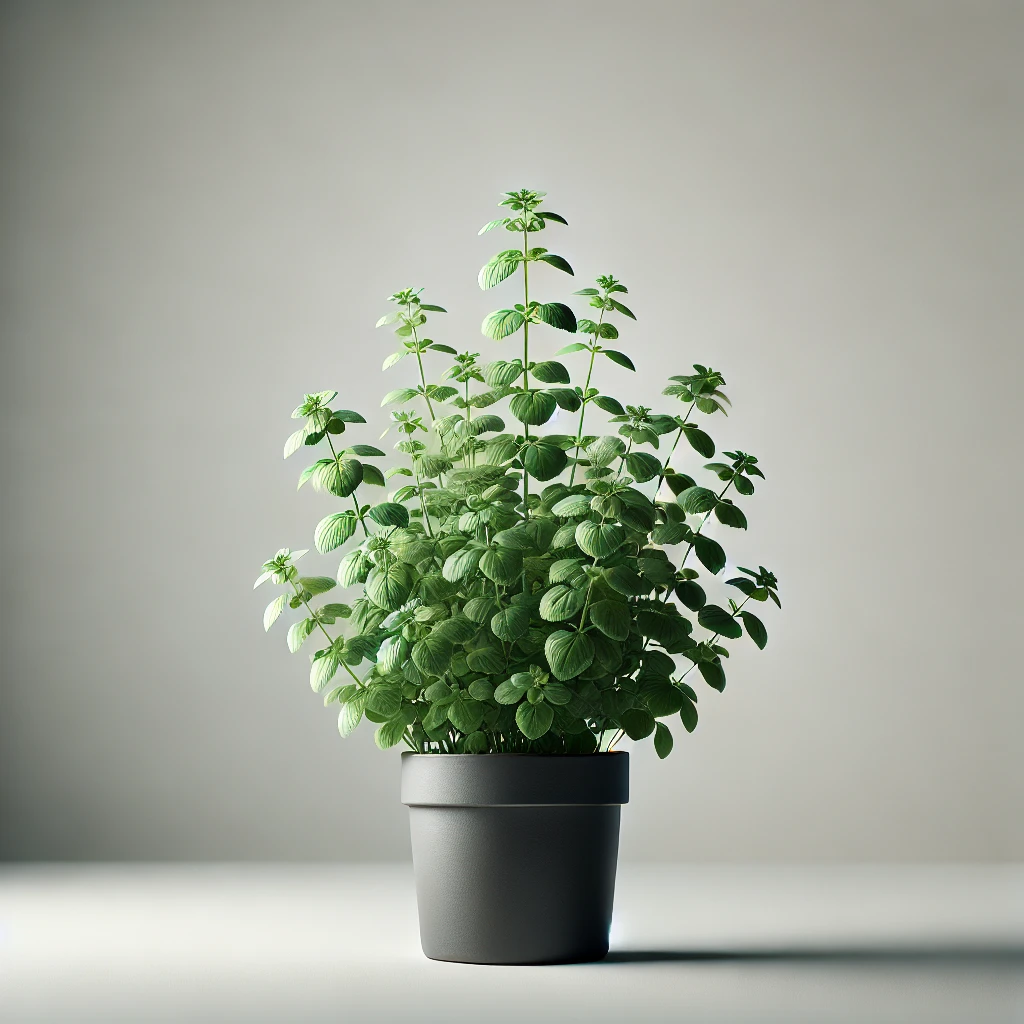 Growing Marjoram in a Pot