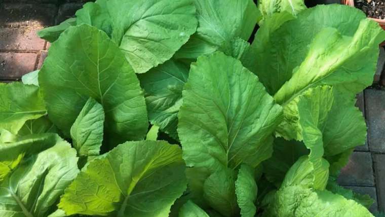 Growing Mustard Greens in Containers: A Step-By-Step Guide