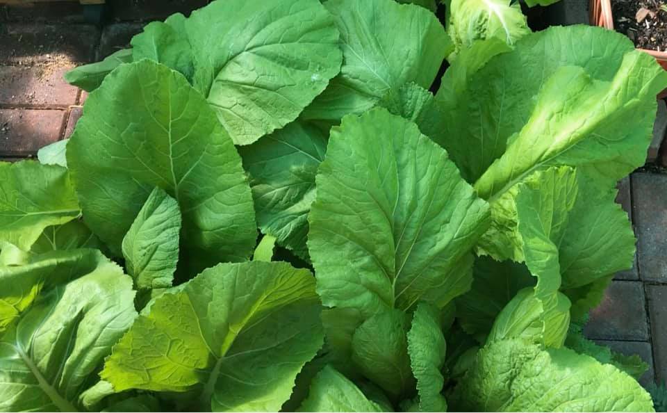 Growing Mustard Greens in Containers: A Step-By-Step Guide