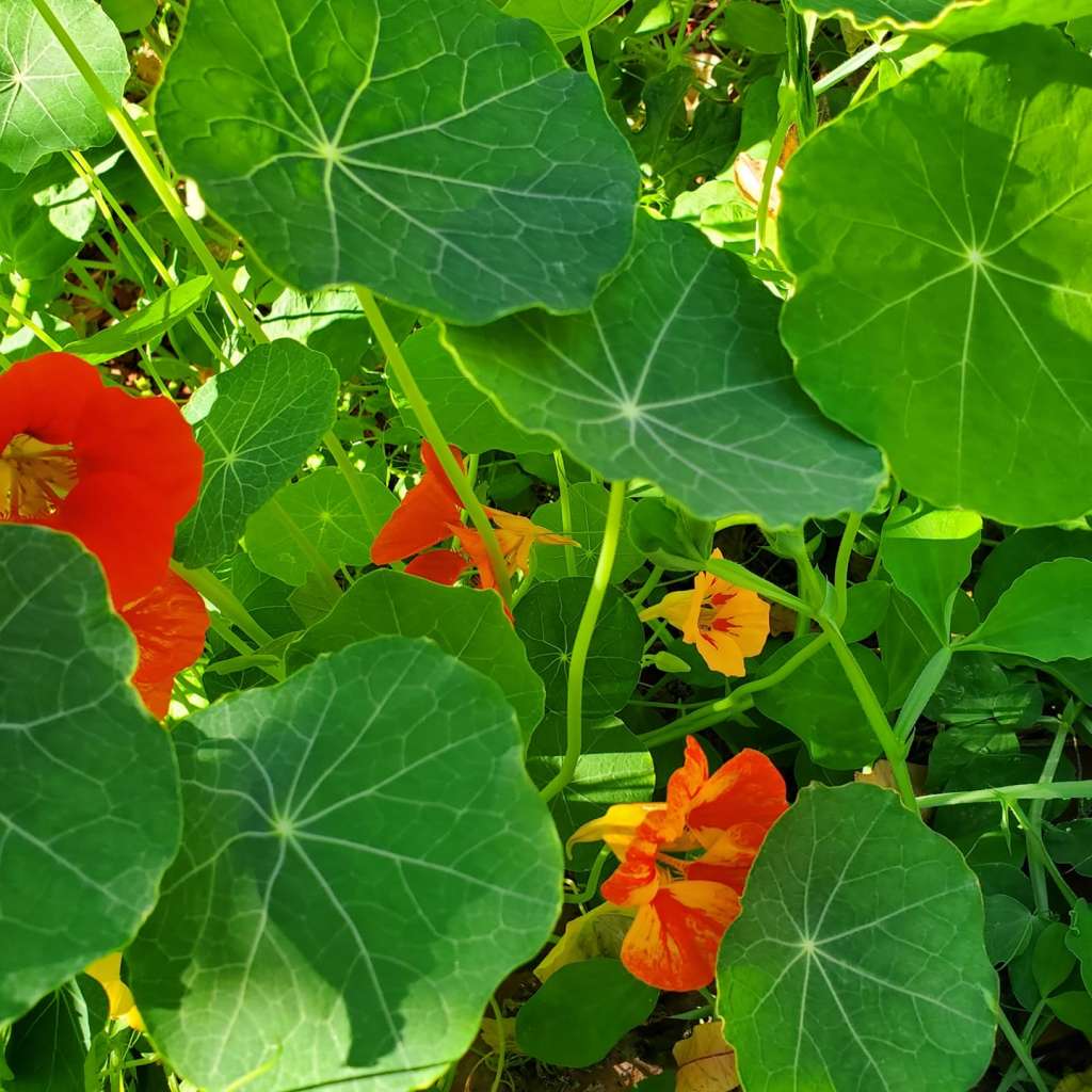 Growing Nasturtiums in containers.