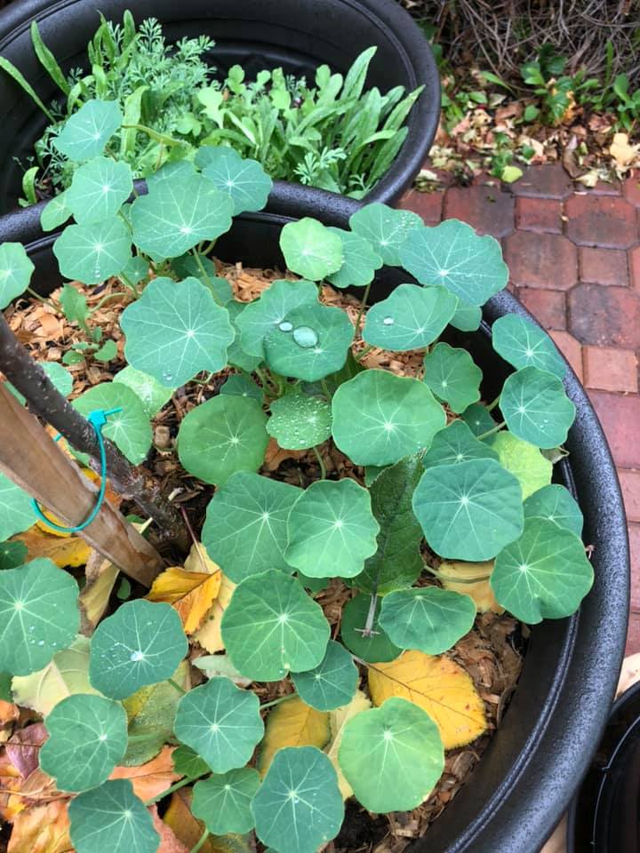 Growing Nasturtiums in a Pot