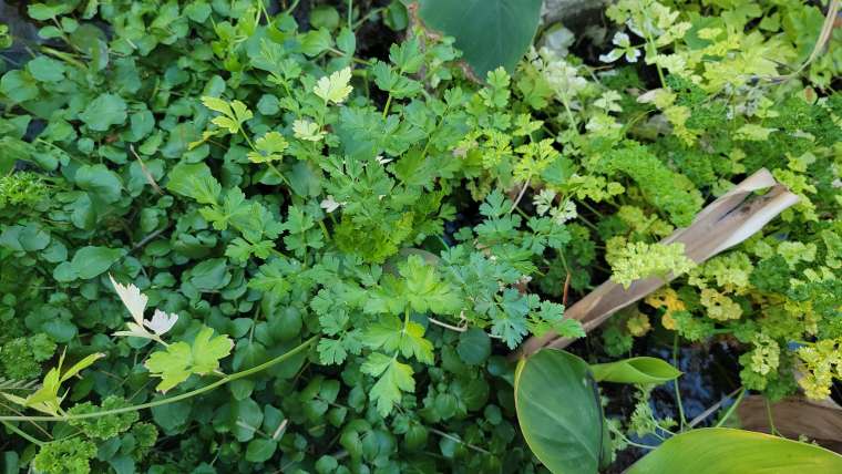 Growing Parsley in Pots: A Step-By-Step Guide