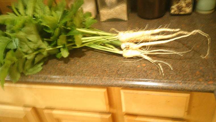 Growing Parsnips in Containers: A Step-By-Step Guide