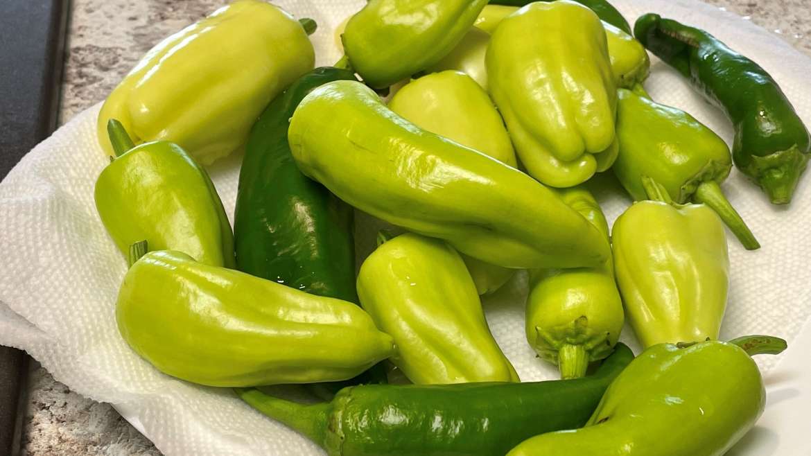 Growing Peppers in Pots: a Step-By-Step Guide
