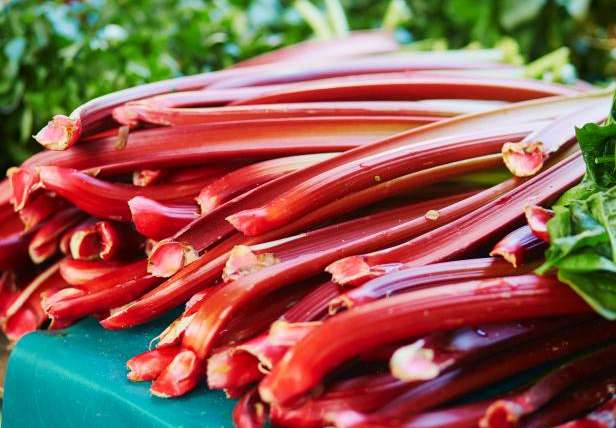 Growing Rhubarb in a Pot: A Step-By-Step Guide