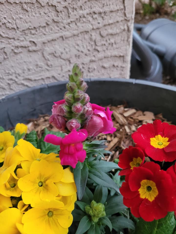 Growing Snapdragons in a pot