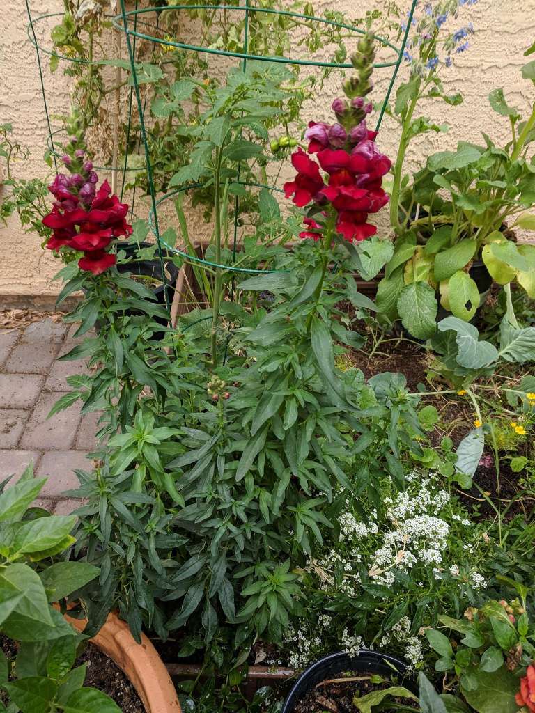 Growing Snapdragons in Containers