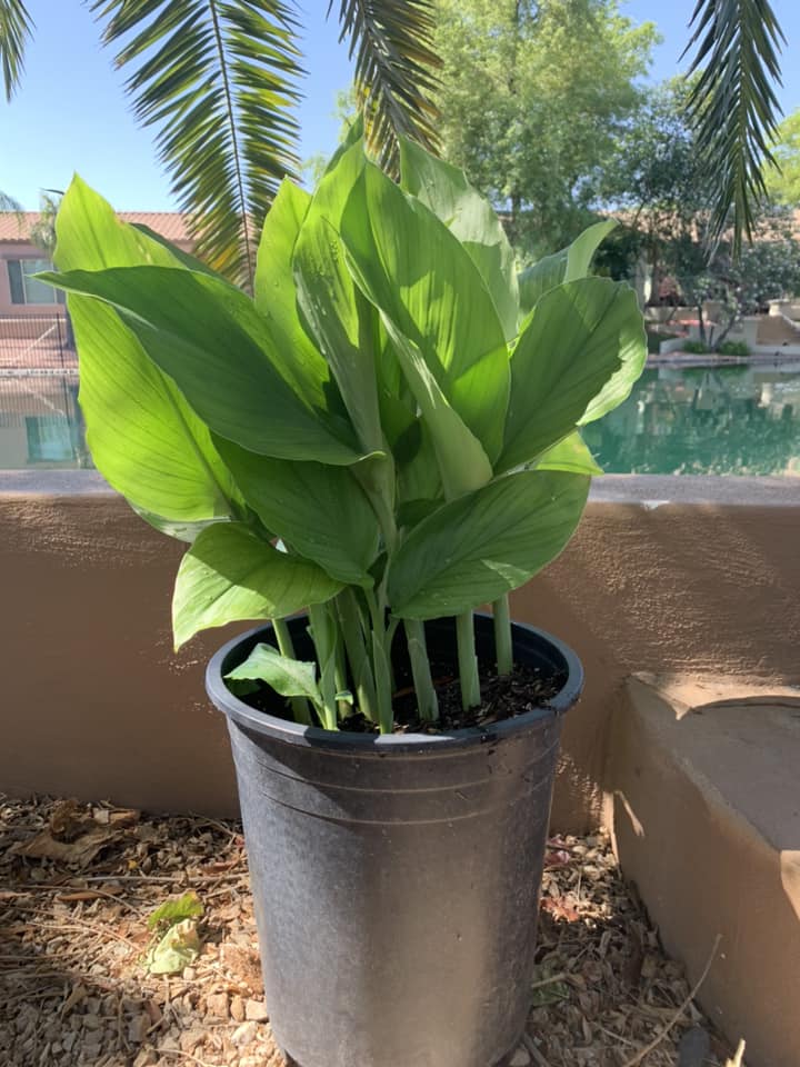 Growing Turmeric in Containers