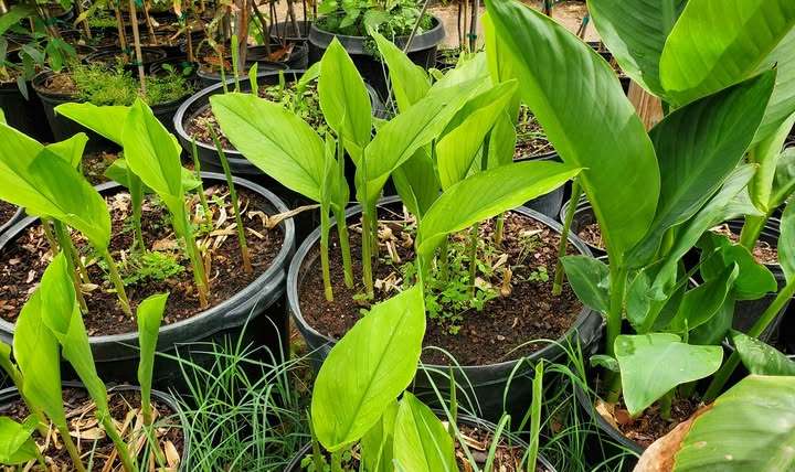 Growing Turmeric in Pots: A Step-By-Step Guide