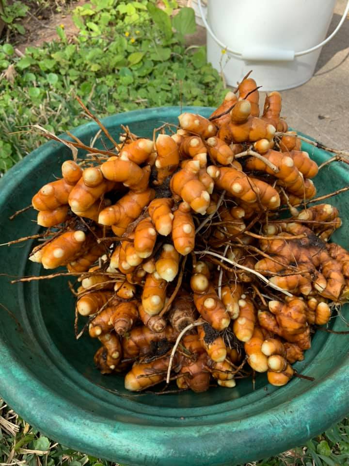 Growing Turmeric in a container