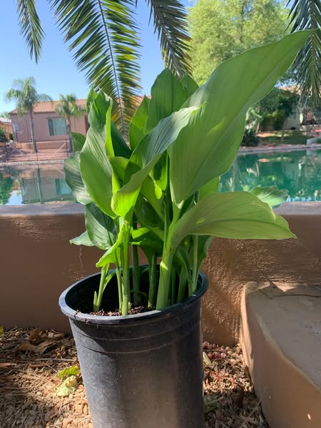Growing Turmeric in a pot