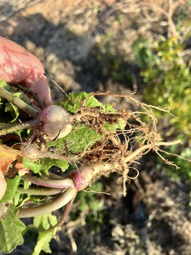 Growing Turnips in Pots