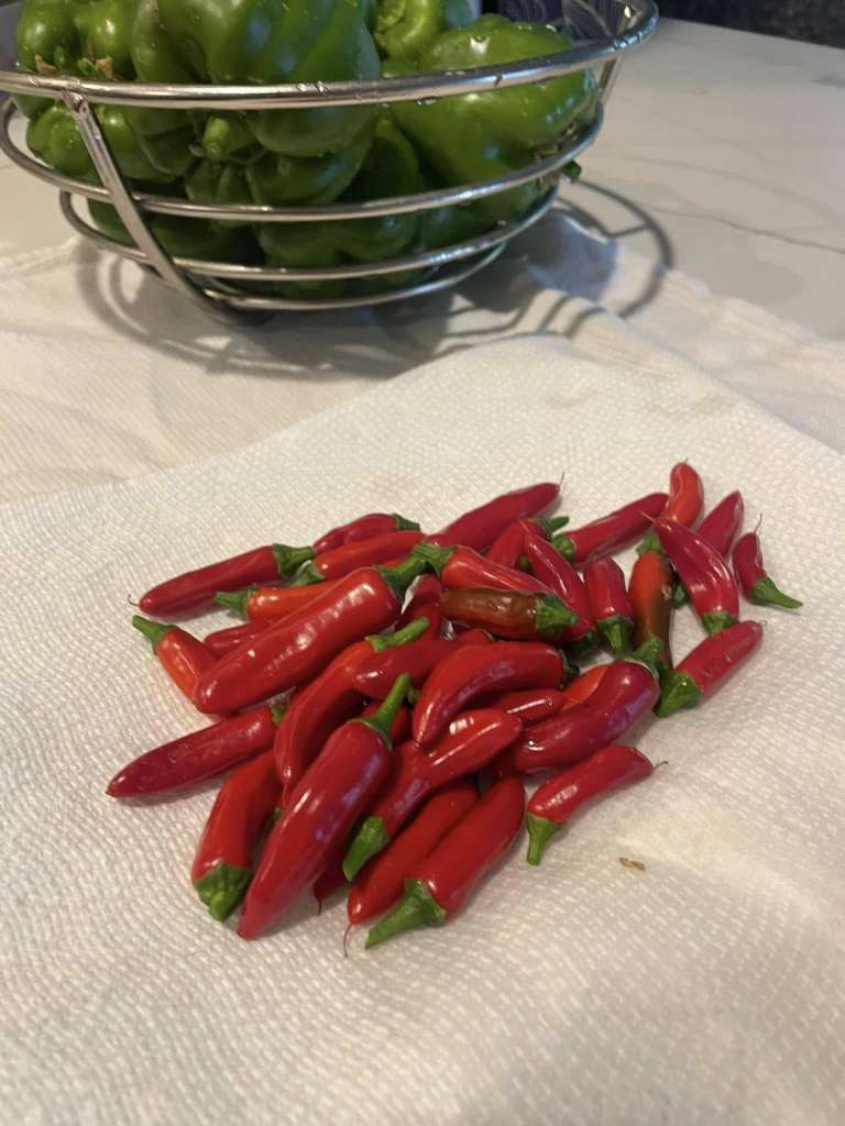 How to Grow peppers in a container