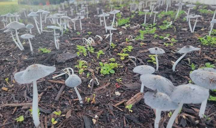 Mushrooms Growing in Pot Plant: What Gardeners Need to Know