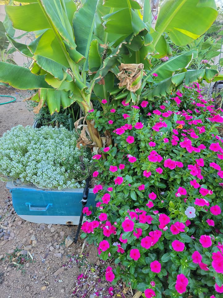 A Vibrant Selection of Plants
