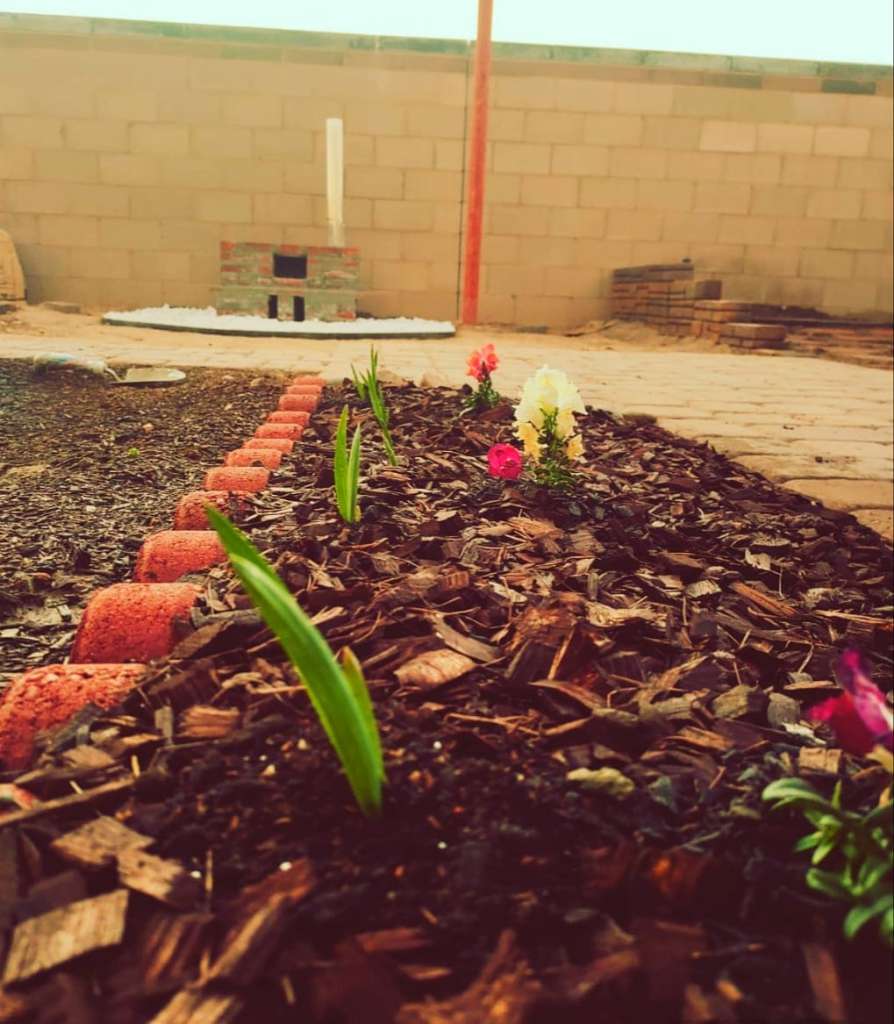 Best Companion Planting for Garlic