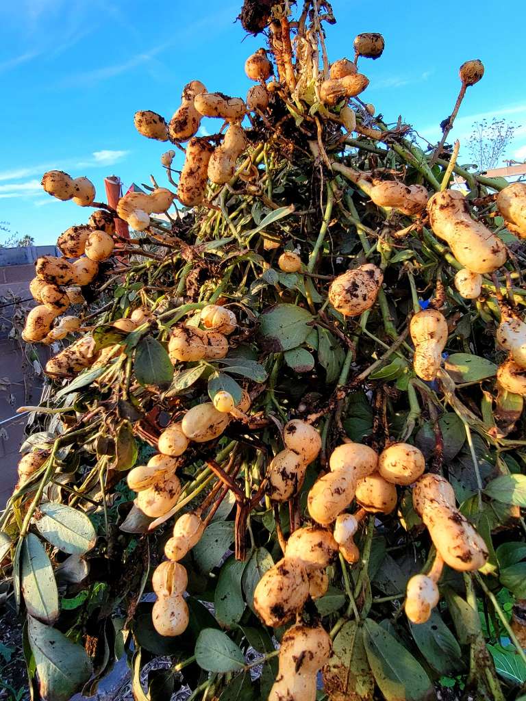 Best Companion Plants for Spinach