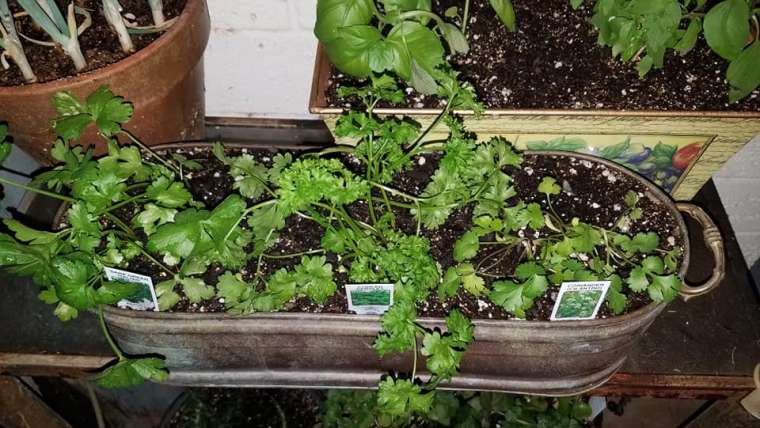 Top 10 Best Smelling Herbs to Grow Indoors