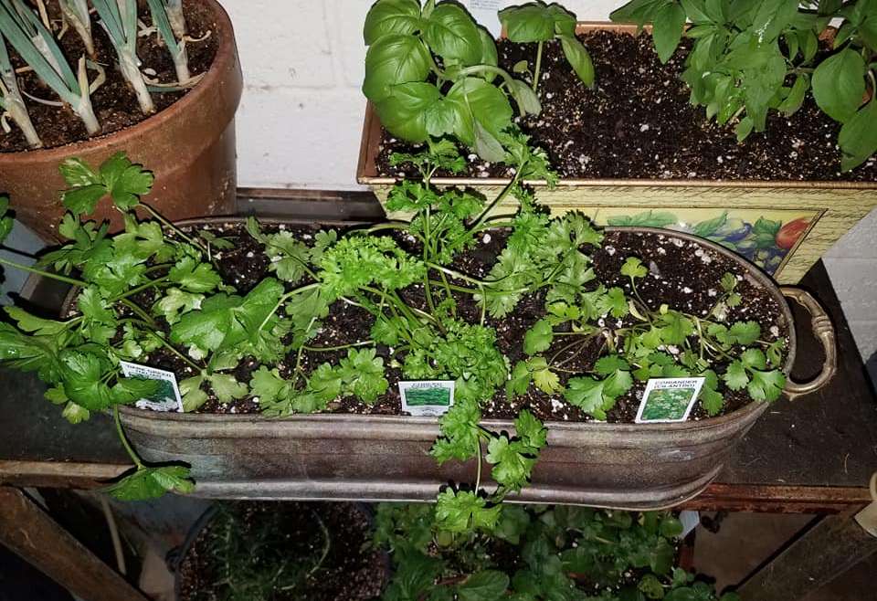 Top 10 Best Smelling Herbs to Grow Indoors