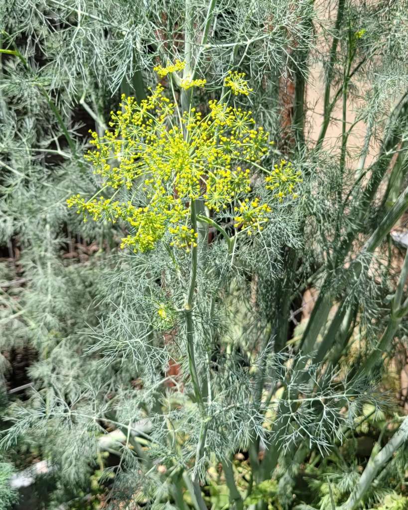 Choosing the Right Companion Plants for Lettuce