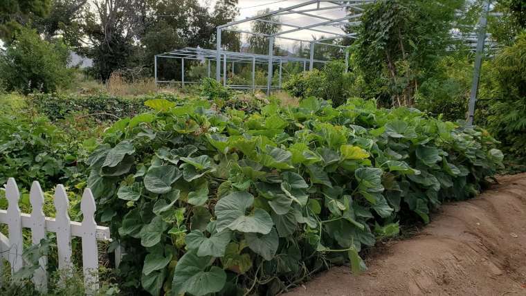 The Best Companion Planting for Broccoli