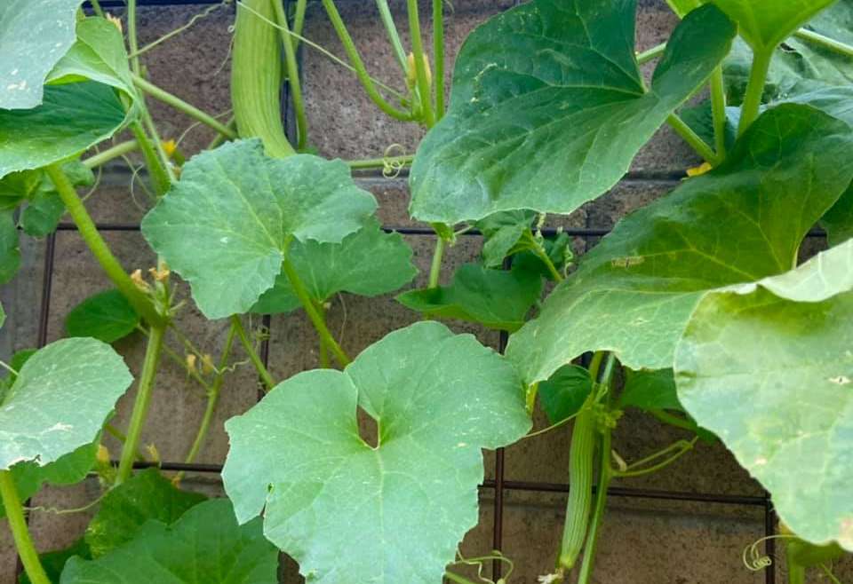 The Best Companion Planting for Cucumbers