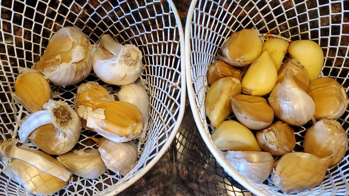 The Best Companion Planting for Garlic