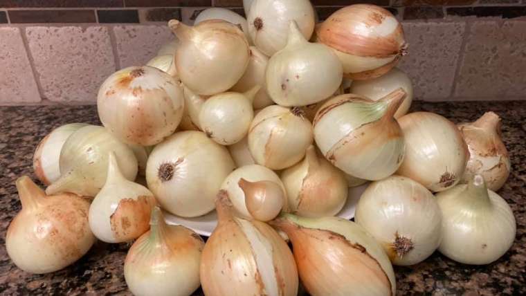 The Best Companion Planting for Onions