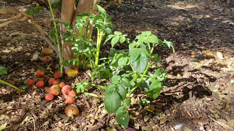 The Best Companion Planting for Potatoes