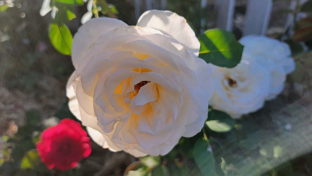 Companion Planting for Roses