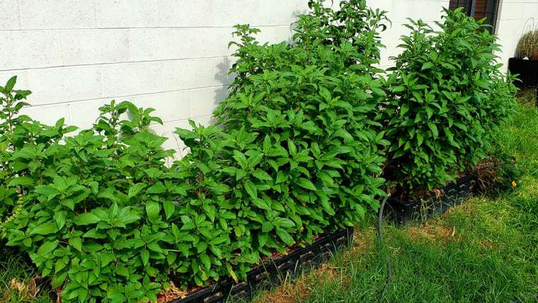 The Best Companion Planting for Spinach