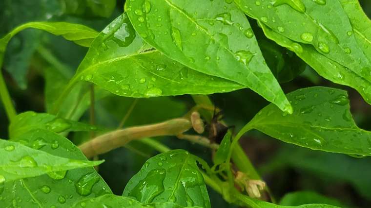 The Best Companion Planting for Squash