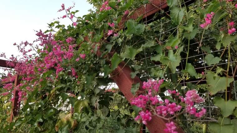 The Best Companion Planting for Zucchini