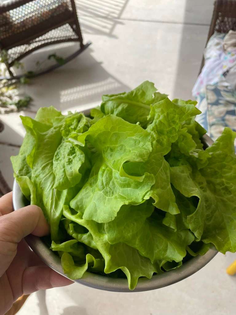 Companion Plants that Improve Lettuce Growth and Flavor