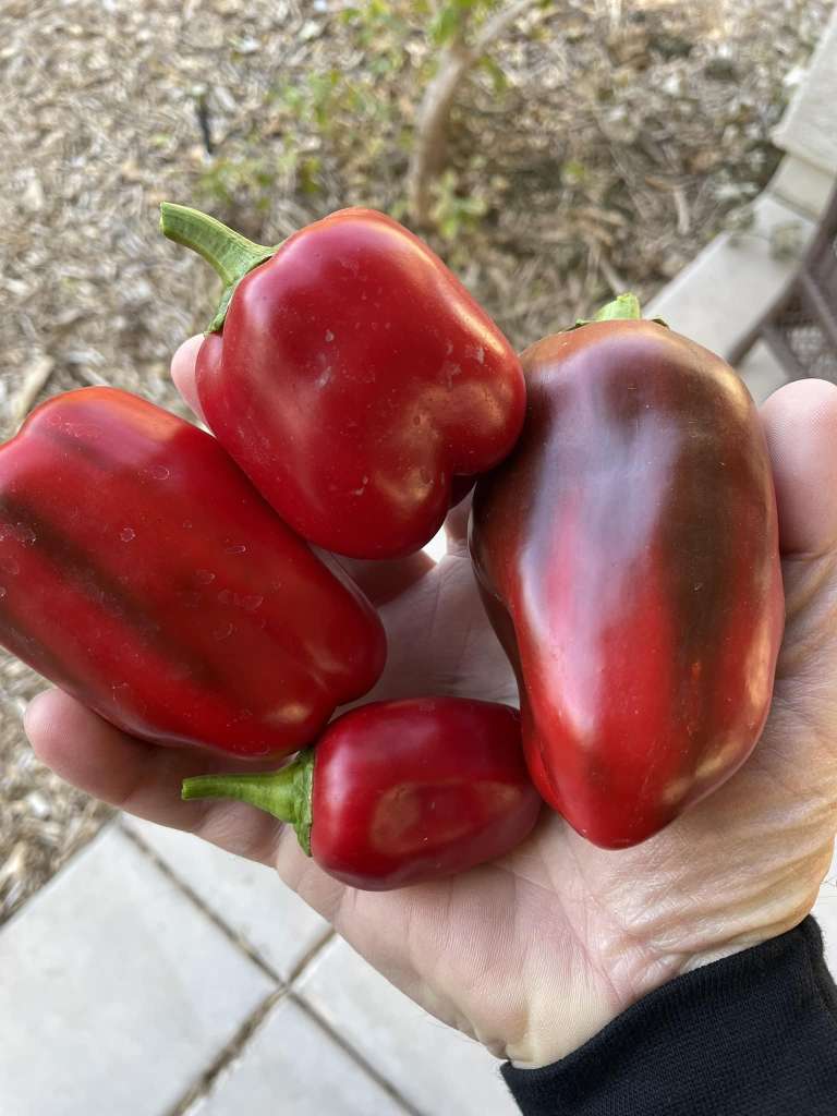 Companion Plants with Peppers