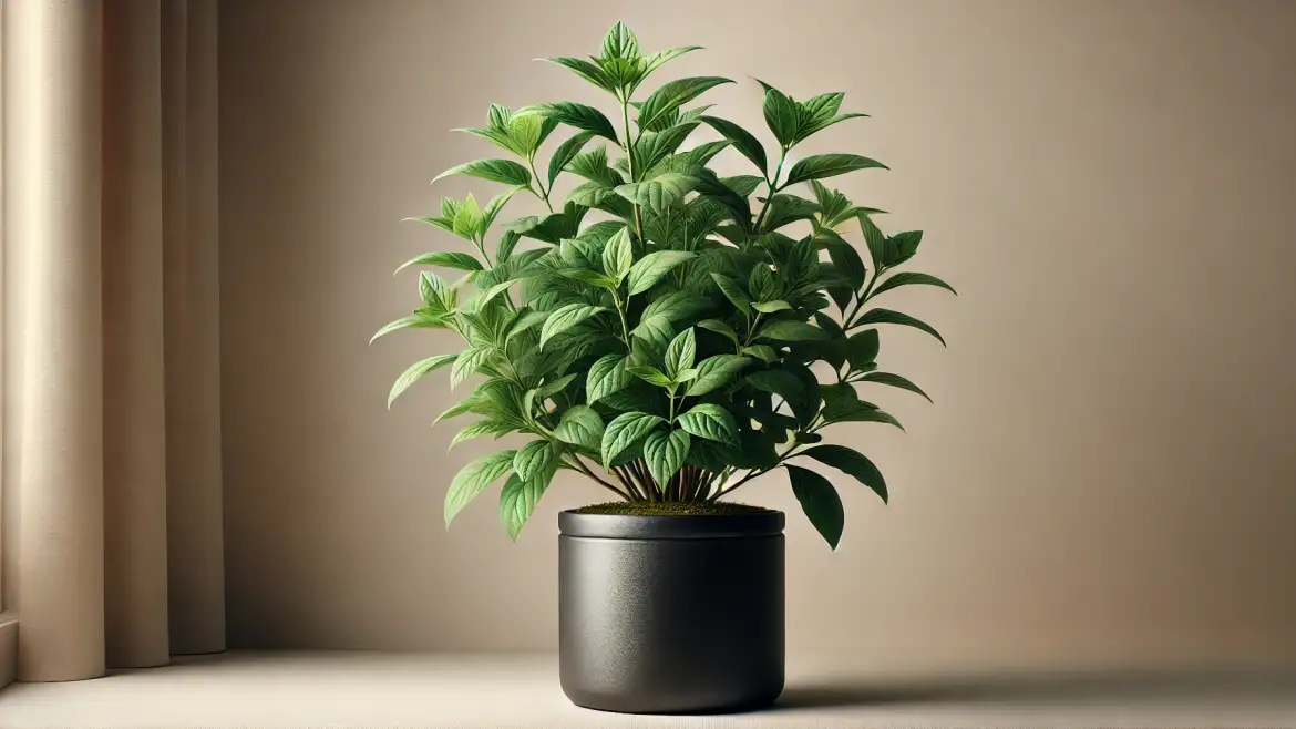 Growing Ashwagandha in Pots: A Step-By-Step Guide