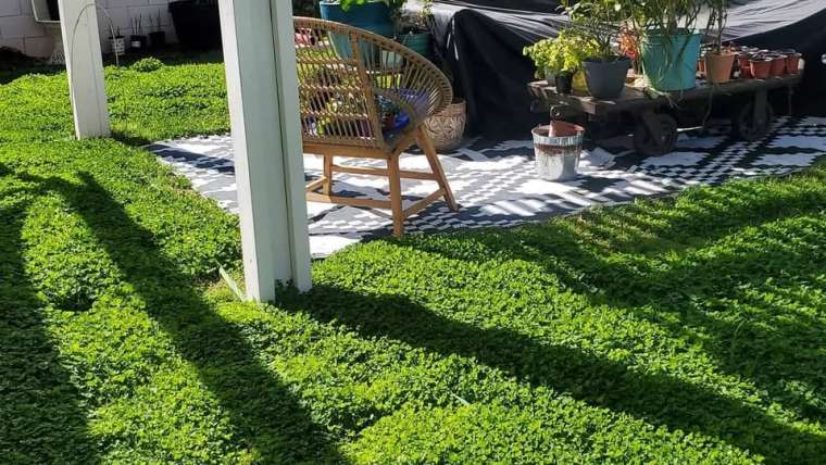 Growing Clover in Pots: A Step-By-Step Guide