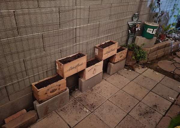 Growing Peas in Pots: A Step-By-Step Guide