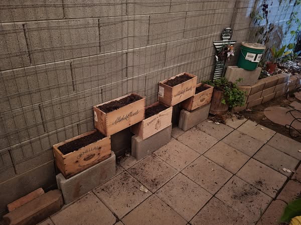Growing Peas in Pots: A Step-By-Step Guide