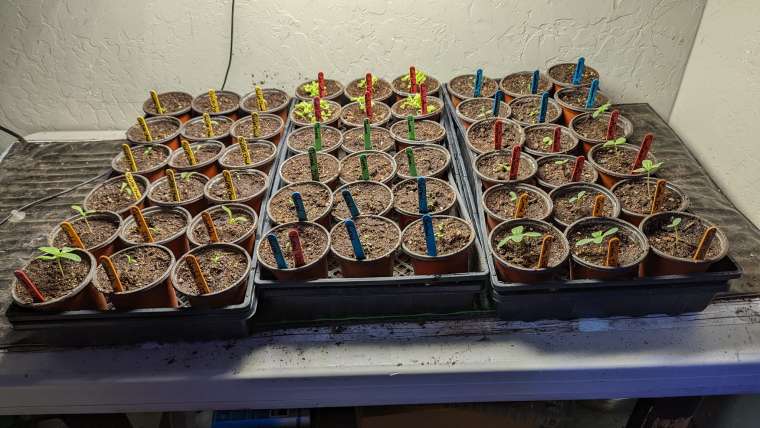 Growing Yarrow in Pots: A Step-By-Step Guide