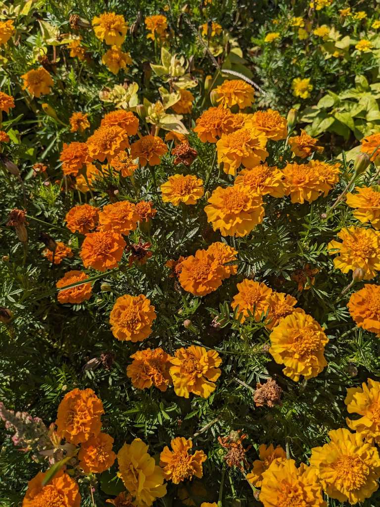 Marigolds as Companion Plants for Basil