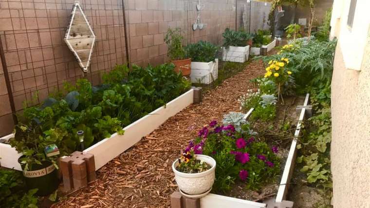 Nitrogen-Fixing Plants: Boost Your Garden Naturally