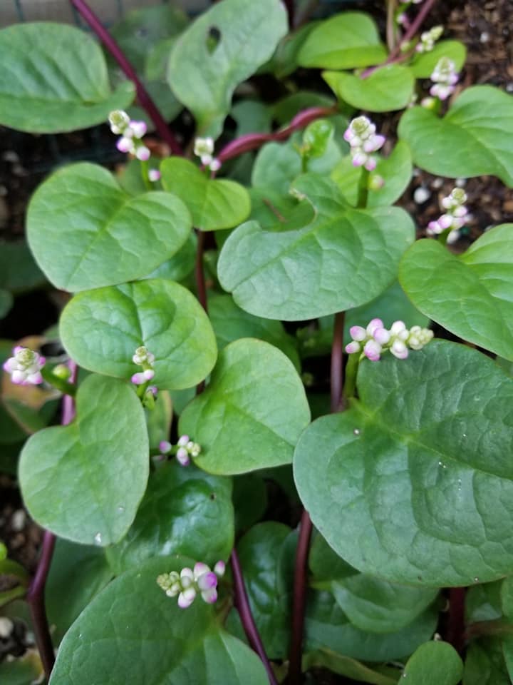 THe Right Companion Plants for Lettuce