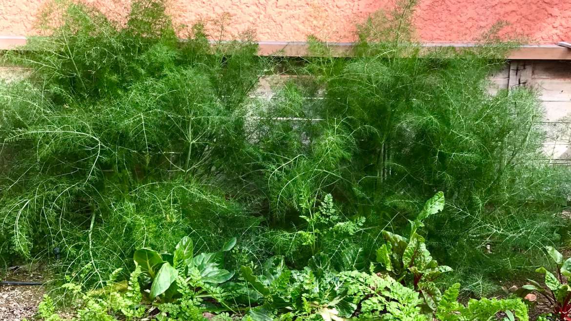 The Best Companion Planting for Fennel