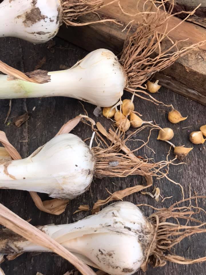 The Best Companion Planting for Garlic