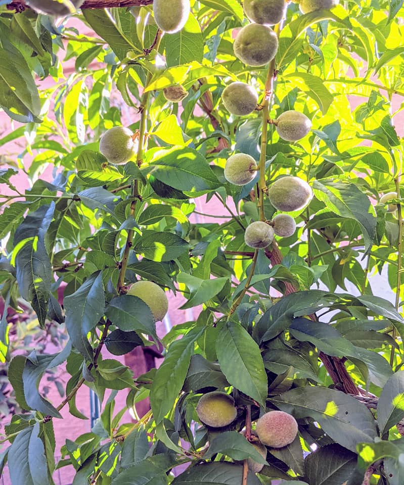 The Best Companion Planting for Peaches