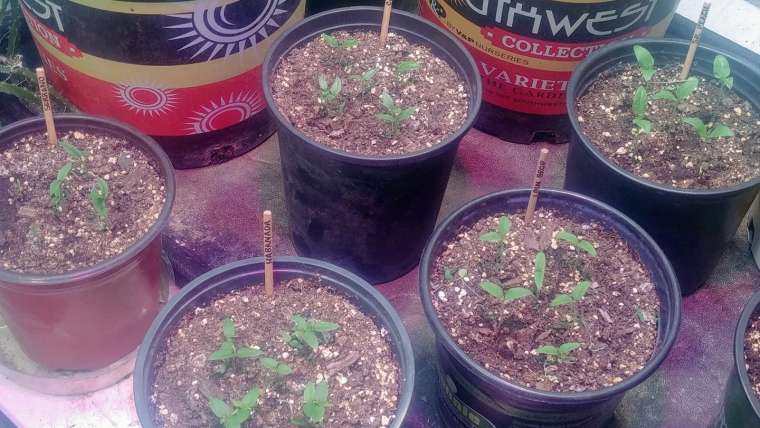 The Best Companion Planting for Peppers